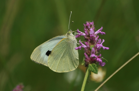 Großer Kohlweißling (Pieris brassicae) - © Emanuel Trummer